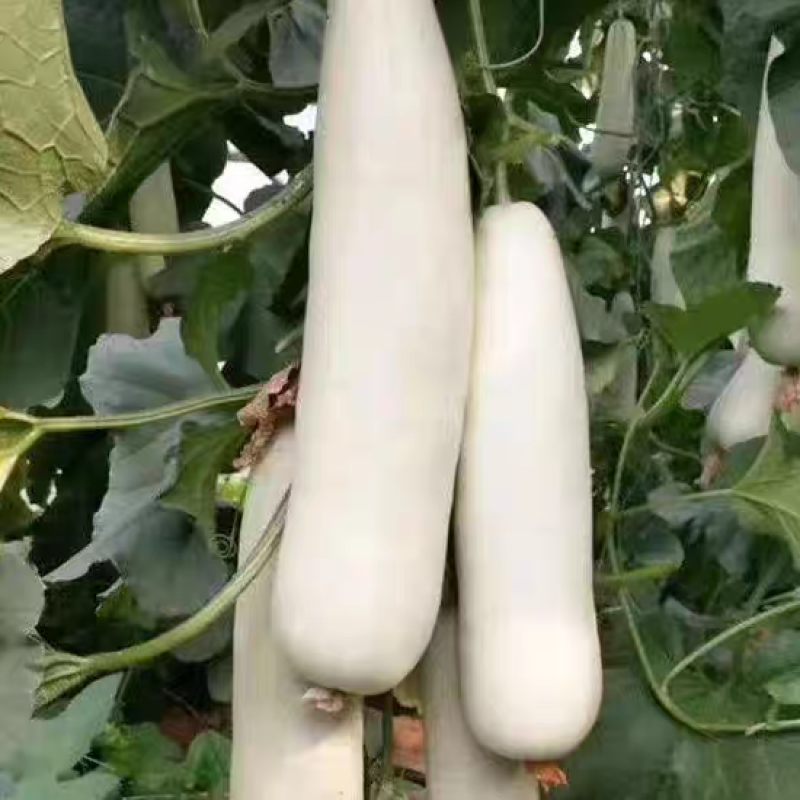 白蜜羊角脆甜瓜种子早熟果肉白色单瓜重1000克