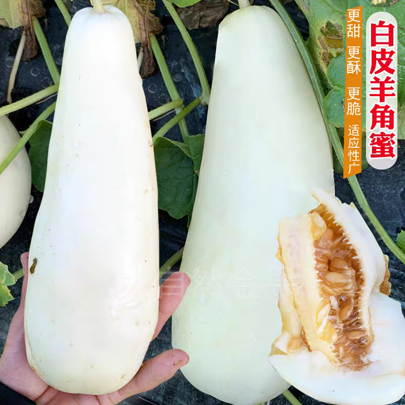 白蜜羊角脆甜瓜种子早熟果肉白色单瓜重1000克