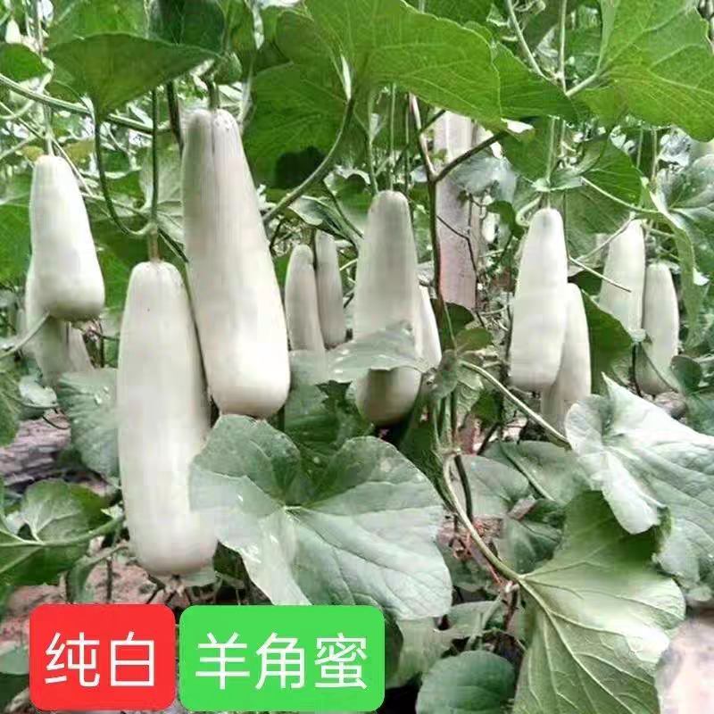 白蜜羊角脆甜瓜种子早熟果肉白色单瓜重1000克