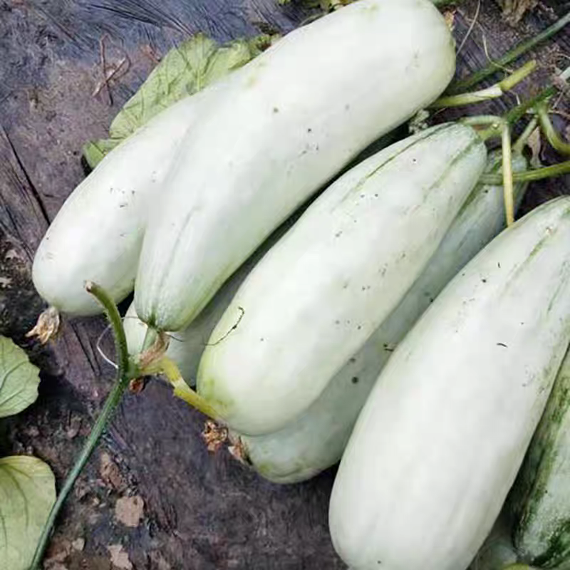 白蜜羊角脆甜瓜种子早熟果肉白色单瓜重1000克