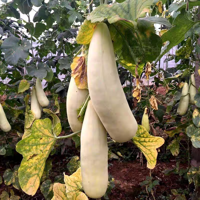 白蜜羊角脆甜瓜种子早熟果肉白色单瓜重1000克