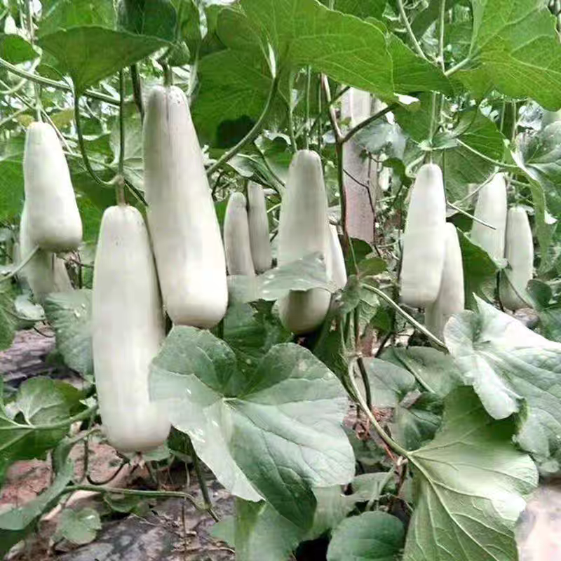 白蜜羊角脆甜瓜种子早熟果肉白色单瓜重1000克