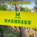 防虫胶带园林专用强力粘虫防虫果树大树树干绿化防虫苗木