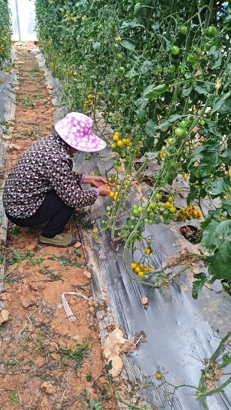 黄金小番茄