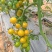黄金小番茄