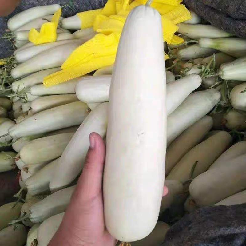 白蜜羊角脆甜瓜种子早熟果肉白色单瓜重1000克