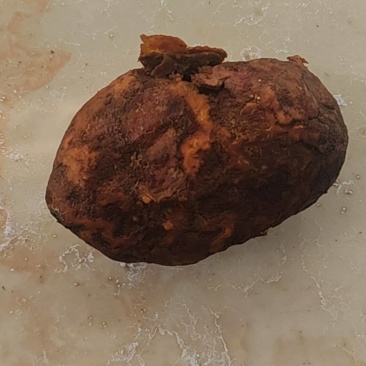 鸡宝