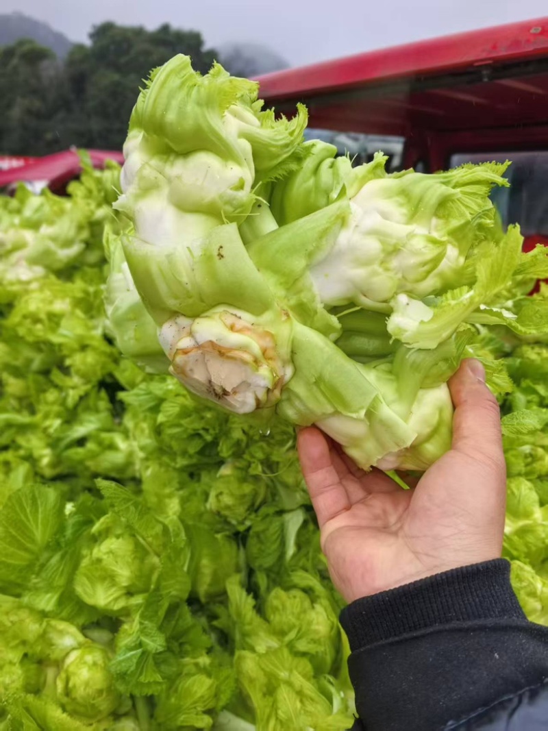 儿菜