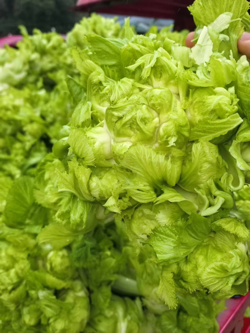 儿菜