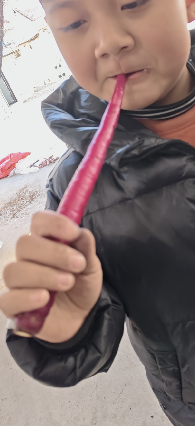 紫玉红萝卜