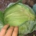 包菜