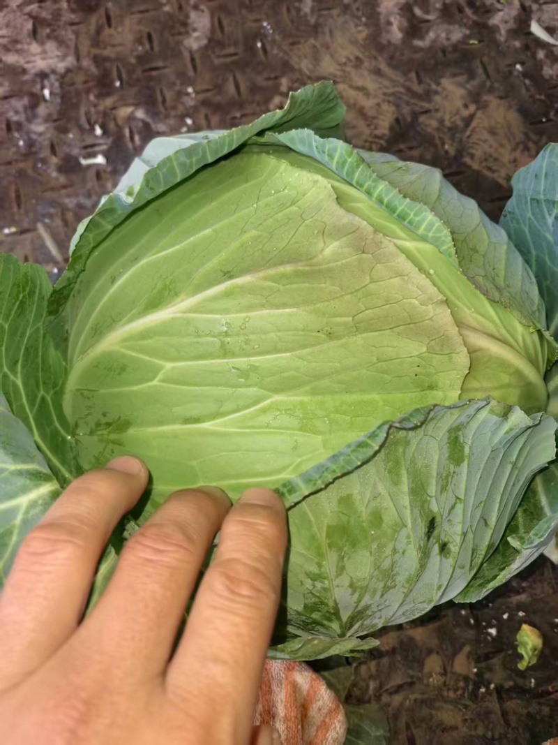 包菜