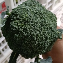 扶沟产地精品西蓝花