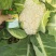 花菜