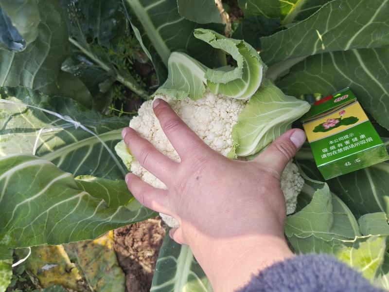 花菜