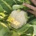花菜
