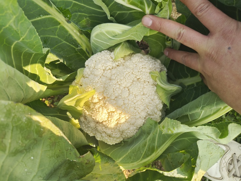 花菜