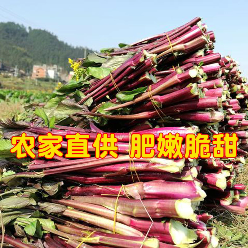 湖北紫菜苔红菜苔大量有货支持视频看货打款发货