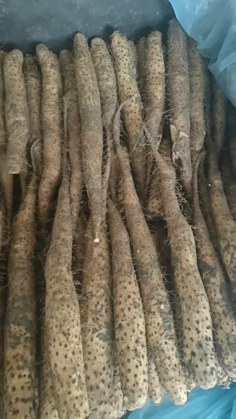 山东青岛白玉山药大量接单产地直发量大从优欢迎来电