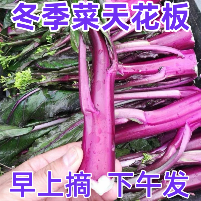 湖北紫菜苔红菜苔大量有货支持视频看货打款发货