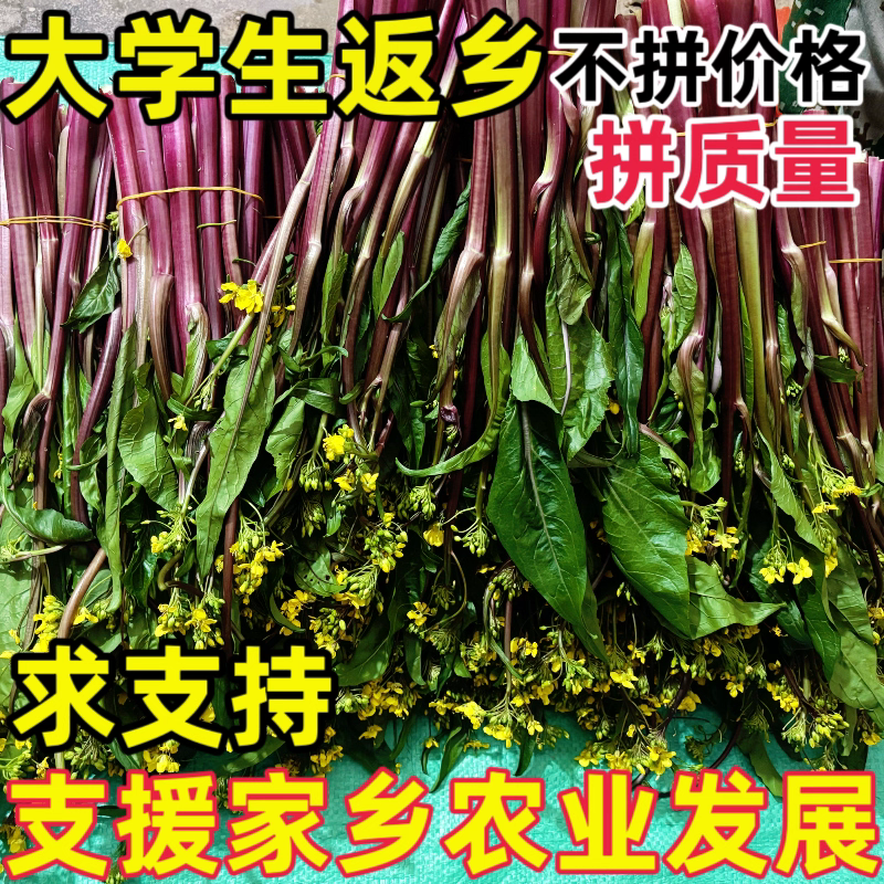湖北紫菜苔红菜苔大量有货支持视频看货打款发货