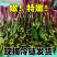 湖北紫菜苔红菜苔大量有货支持视频看货打款发货