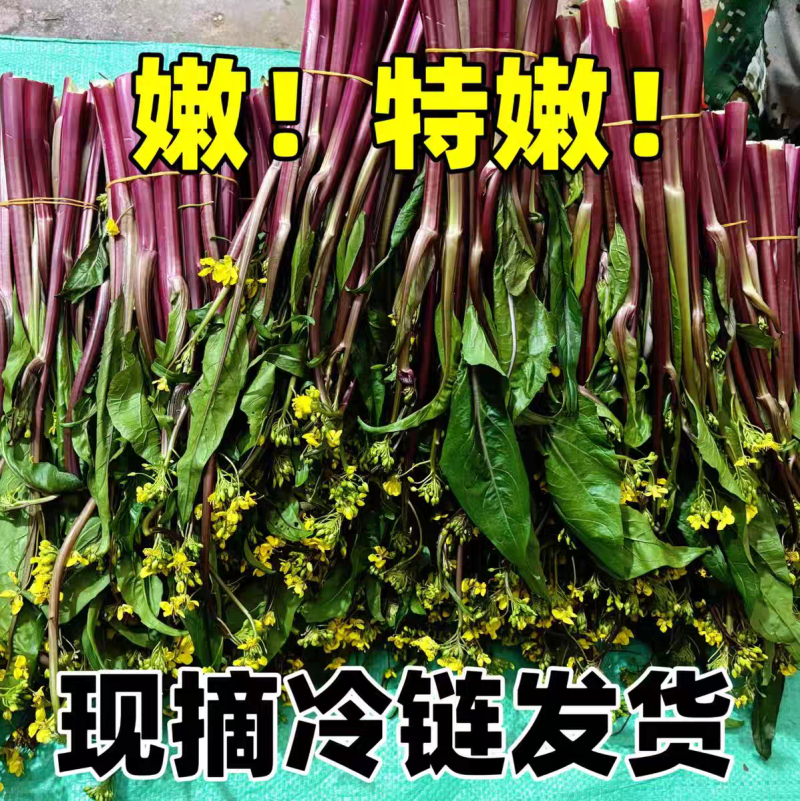 湖北紫菜苔红菜苔大量有货支持视频看货打款发货