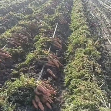 【热卖中】山东青岛平度胡萝卜大量上市产地直发、货源充足