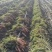 【热卖中】山东青岛平度胡萝卜大量上市产地直发、货源充足