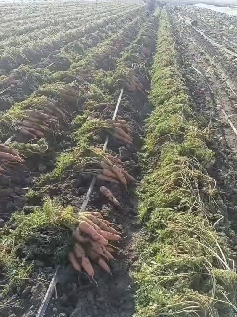 【热卖中】山东青岛平度胡萝卜大量上市产地直发、货源充足