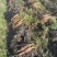【热卖中】山东青岛平度胡萝卜大量上市产地直发、货源充足