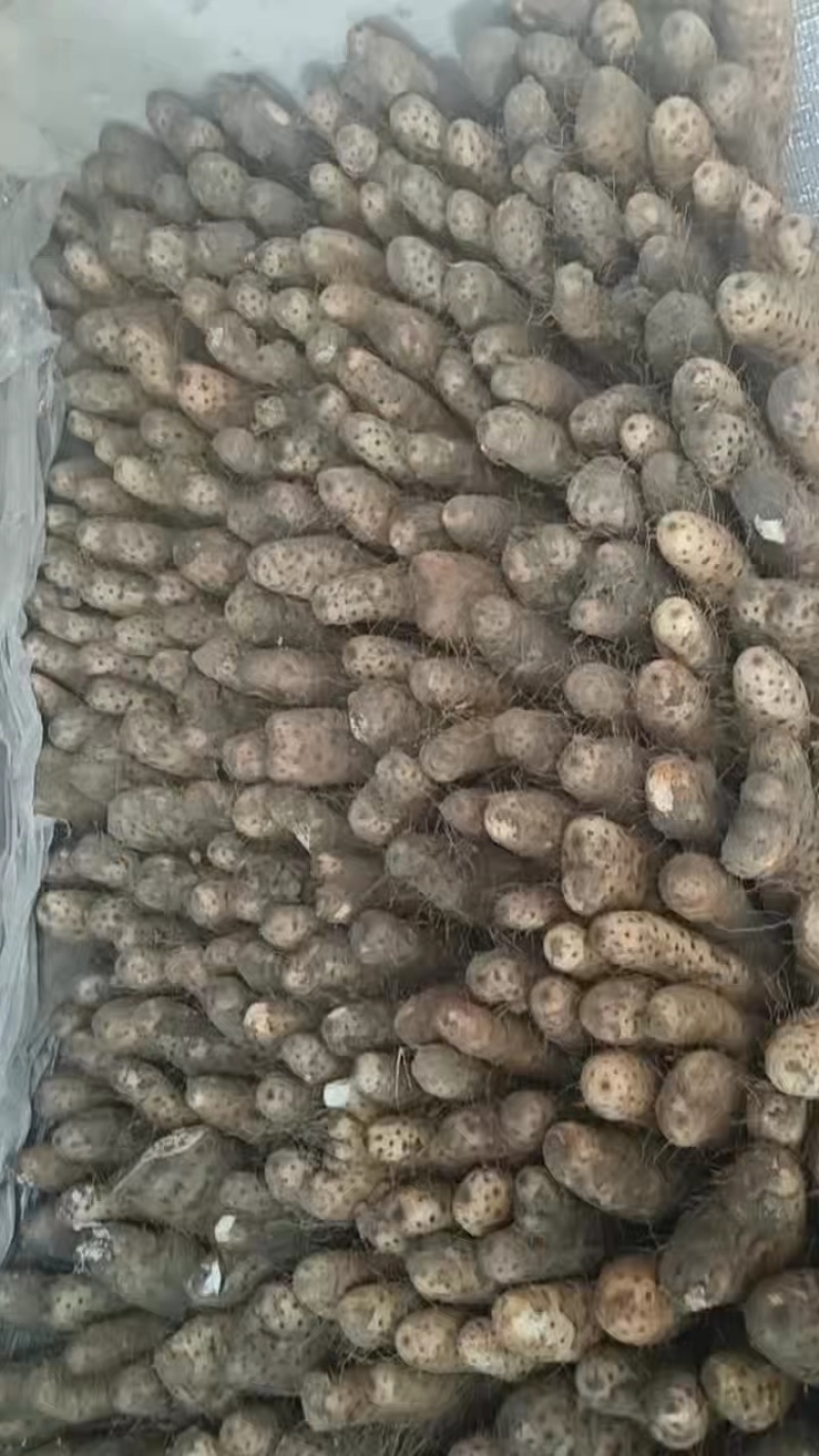 【推荐】白玉山药大量供应一手货源价格美丽欢迎下单