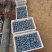 蓝莓马上上市了