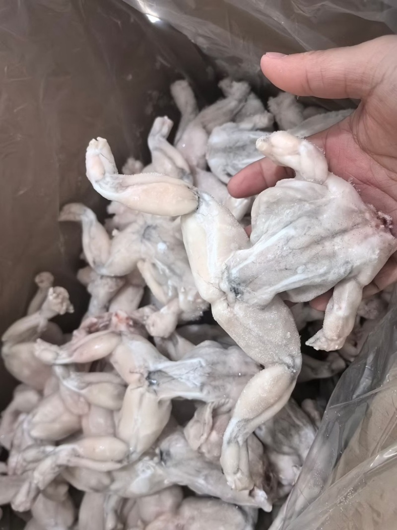 三去牛蛙肉免处理商用田鸡烧烤食材鲜活处理蛙肉
