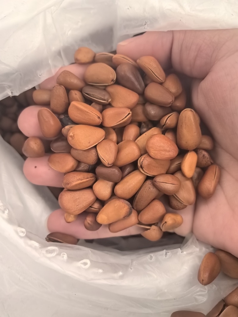 松子电商一件代发24小时揽收发货多多抖音快手视