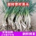 藠头/湖南产区发货/湖南藠头/农家自己种植