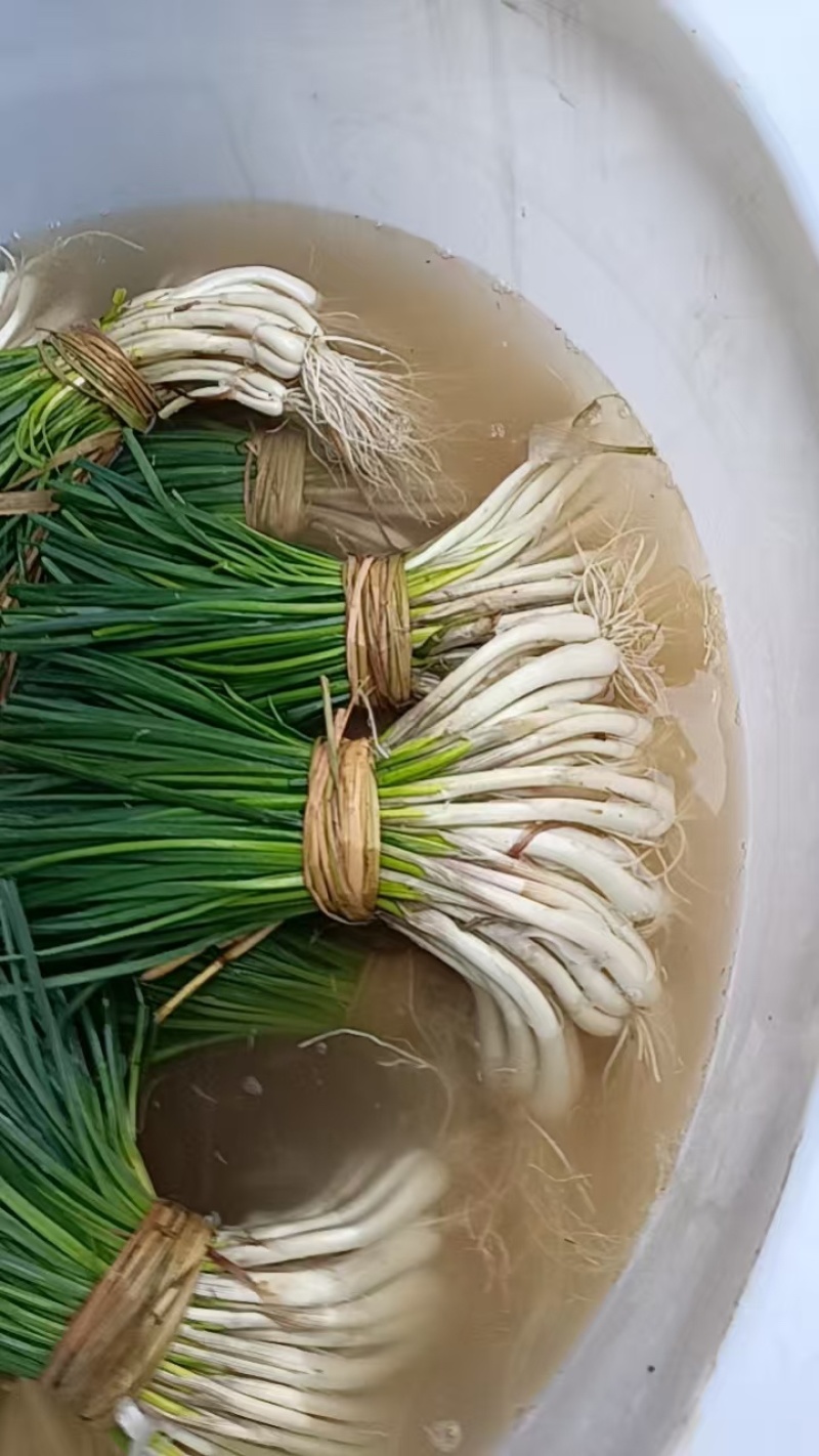 藠头/产区直发/带根发货/当天采当天发车
