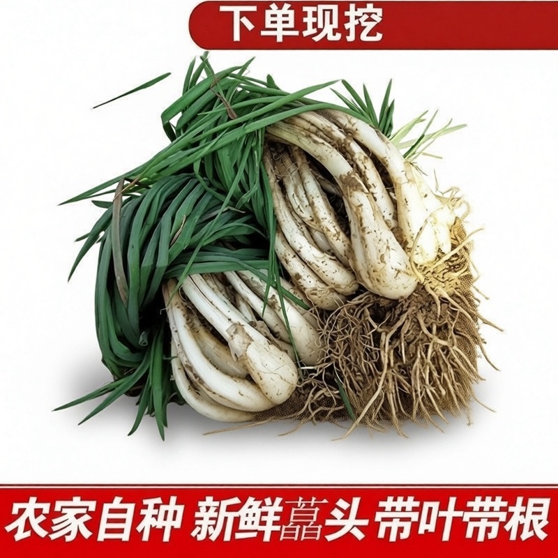 藠头/产区直发/带根发货/当天采当天发车