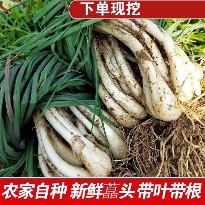 藠头/产区直发/带根发货/当天采当天发车