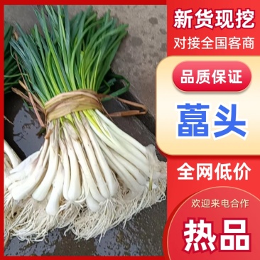藠头/湖南产区发货/湖南藠头/农家自己种植