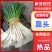 藠头/湖南产区发货/湖南藠头/农家自己种植