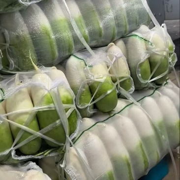 可供出口韩国萝卜产地直发货源品质基地直发量大从优