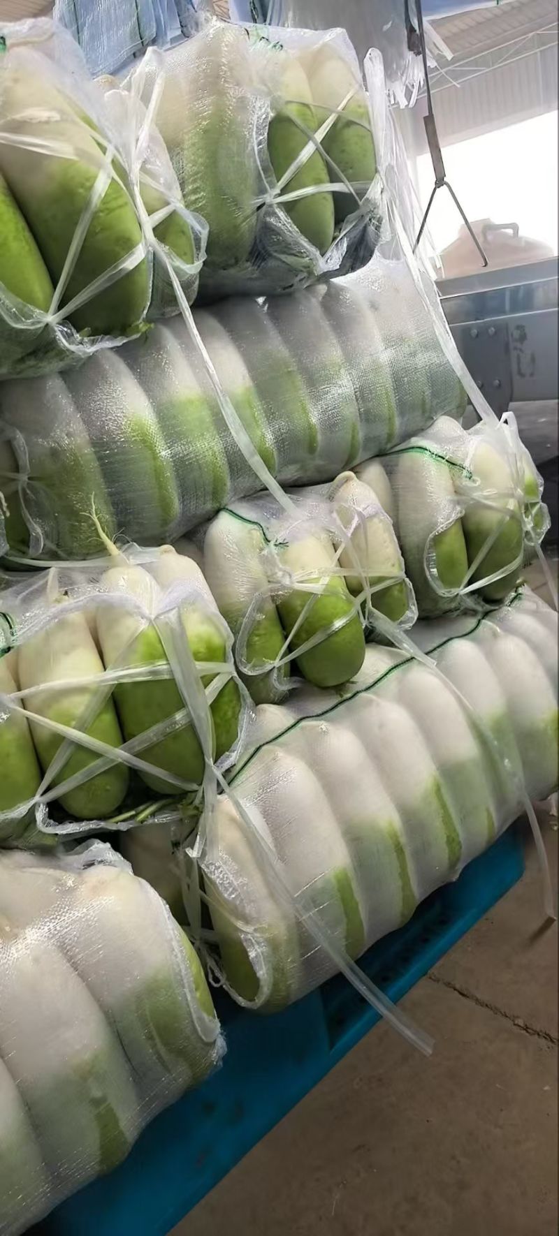 可供出口韩国萝卜产地直发货源品质基地直发量大从优