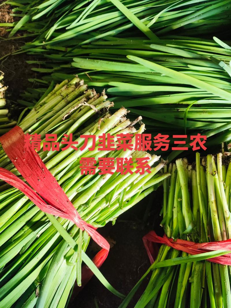 精品韭菜，张家口直接发货。商超对接。