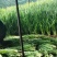 精品韭菜，张家口直接发货。商超对接。