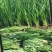 精品韭菜，张家口直接发货。商超对接。