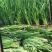 精品二刀韭菜价格便宜