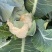 白花菜（松花）
