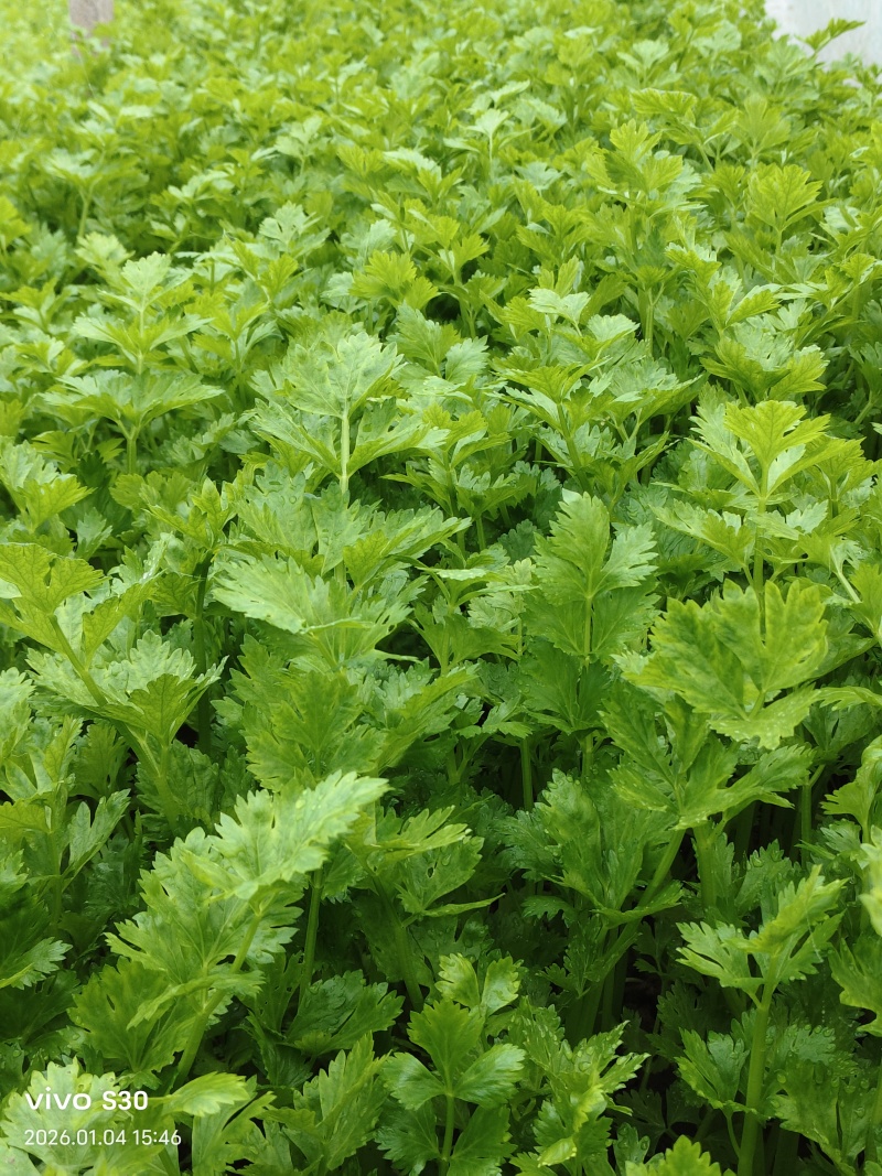 皇后小香芹