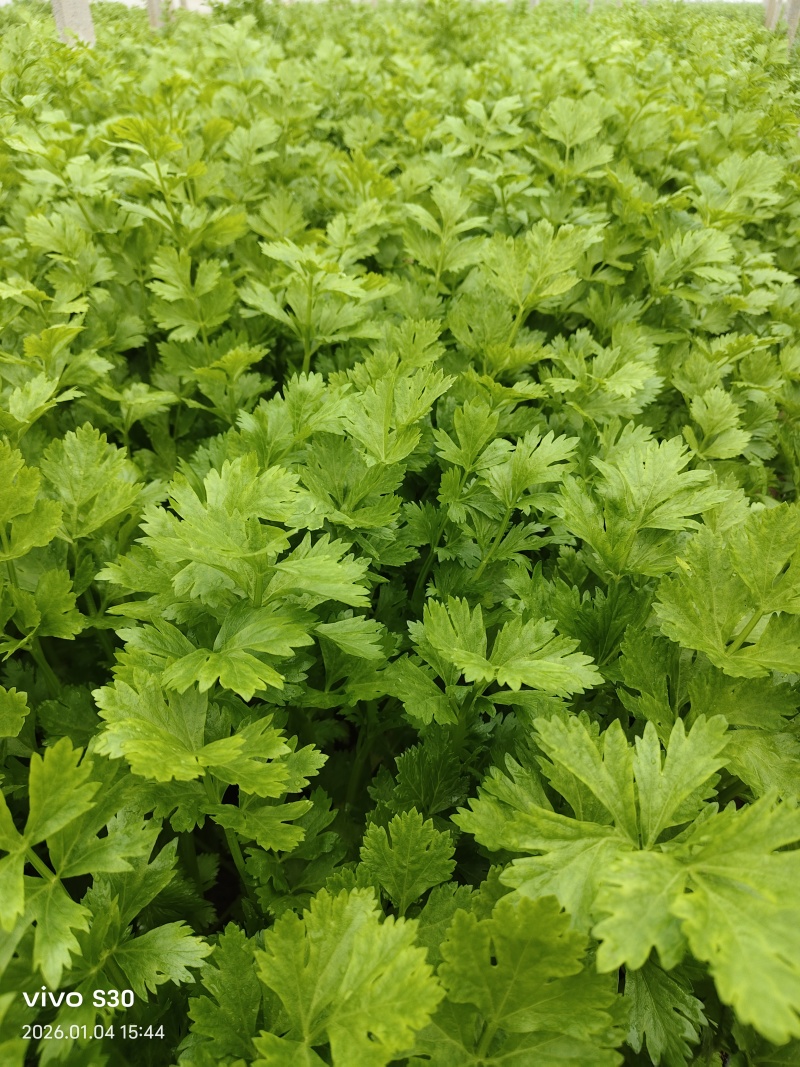 皇后小香芹